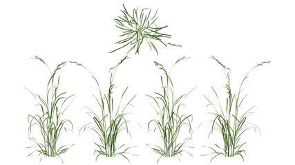 Obraz premium field grass isolated on transparant background. 3d illustration