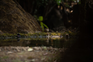 A puff throated babbler near pong waiting for a bath in the jungle of tahmini ghat in Maharastra in India