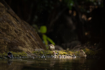 A puff throated babbler near pong waiting for a bath in the jungle of tahmini ghat in Maharastra in India