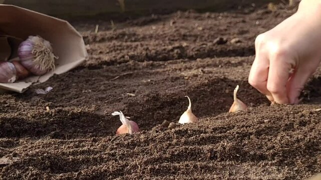 Hand planting garlic in the vegetable garden. Spring gardening