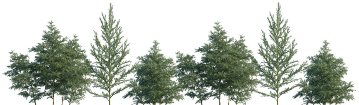 Set of Cryptomeria fortunei (Cryptomeria japonica, Chinese cedar) frontal set isolated png on a transparent background perfectly cutout	