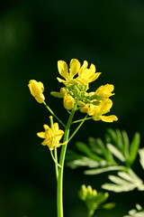 closeup the young mustered plant with yellow flowers in the farm field soft focus natural green yellow background.