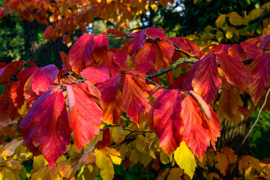 Parrotia persica - a branch of a tree in autumn with beautiful red-yellow leaves on a background of a blue sky