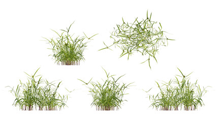 ray grass isolated on transparant background. 3d illustration