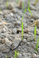 closeup the ripe green soil wheat stitch plant growing with leaves in the farm field with clay soft focus natural green brown background.