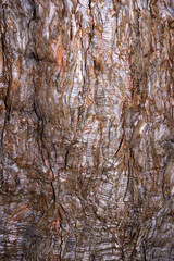 Old coniferous tree trunk, texture of cracked tree bark