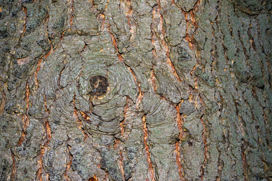 Overgrown cut of a branch on the trunk of an old tree, texture of tree bark