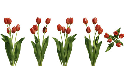 tulip flower isolated on transparant background. 3d illustration