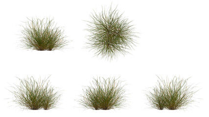 Obraz premium marram grass isolated on transparant background. 3d illustration