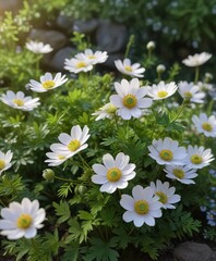 Obraz premium Anemone nemorosa Robinsoniana in bloom with greenery, anemones, blooming plants