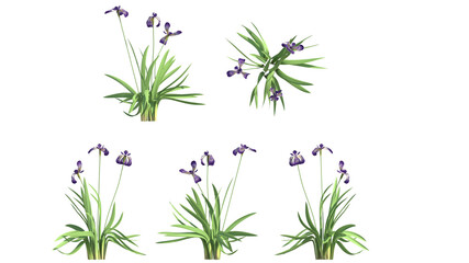 Obraz premium blue flag spring isolated on transparant background. 3d illustration