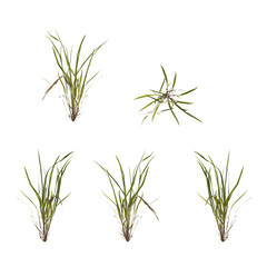 green foxtail grass isolated on transparant background. 3d illustration