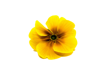 Primelblüte gelb freigestellt