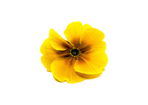 Primelbl&uuml;te gelb freigestellt