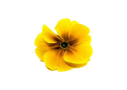 Primelblüte gelb freigestellt