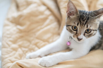 Adorable Tabby Kitten on Beige Blanket