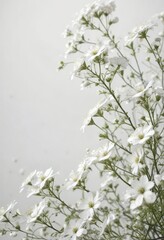Delicate gypsophila flowers scattered on white background, purity, airy, decoration, elegant