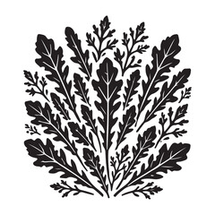 Arugula Silhouette Vector Illustration, Solid White Background.