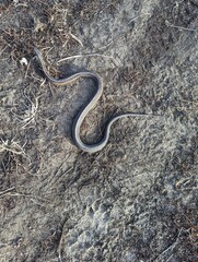 A snake is sun bathing in the prairie grasses on a cold winter day. A rare sight in the winter in the Midwest.