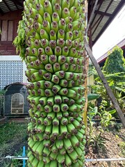 A cluster of green bananas is hanging from a tall tree branch
