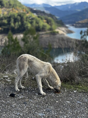 street cat eats food near the house. High quality photo