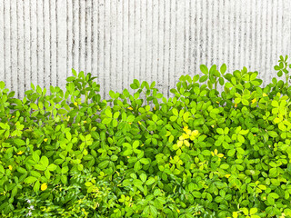 Abstract plant wall background, Green coloured plants with small yellow flowers climbing on a cement wall that has a striped pattern. An expanse of rachis reppens plants on a cement background.