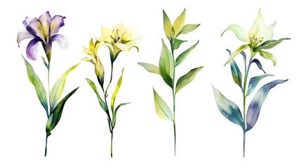 Watercolor floral illustration set with delicate flowers and leaves, isolated on white background. Soft watercolor floral bouquet set, vibrant blooms and greenery, isolated on white background