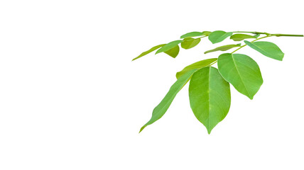 Cut out Pterocarpus Macrocarpus or Burma padauk leaves with clipping paths on white background