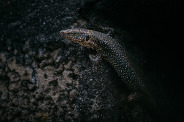 Lizard coming out of its hiding place in the ground