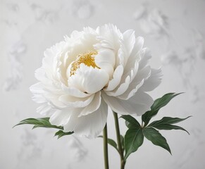 Minimalist image of a white peony against a white backdrop, purity, fresh, clean