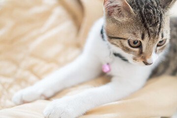 Adorable Kitten on a Soft Blanket