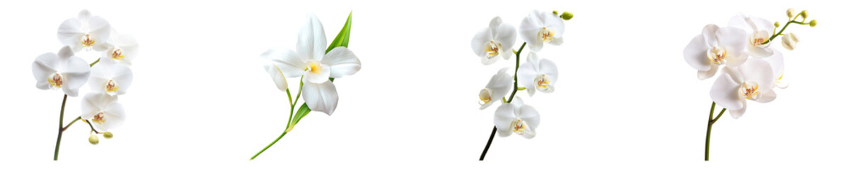 Collection of Attractive White Color Vanilla Orchid isolated on transparent background