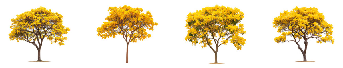 Collection of Attractive Yellow Color Tabebuia isolated on transparent background