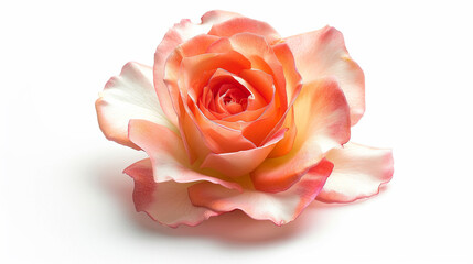 Naklejka premium Peace Rose on an isolated white background, object focused, png, stock image, hd quality
