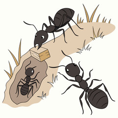 ant