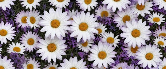Purple lavender and white daisies hand drawn pattern, meadow, lavender © Sayfar