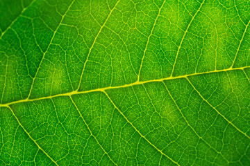 Close-up green macro leaf texture,Green leaf background close up view. Nature foliage abstract of leave texture for showing concept of green business