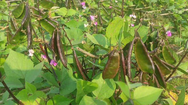 Lablab purpureus flowers. It is a species of bean in the family Fabaceae. Its other names include lablab, bonavist bean pea, dolichos bean, seim , lablab , Egyptian kidney , Indian bean.