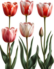 red and yellow tulips，Transparent PNG
