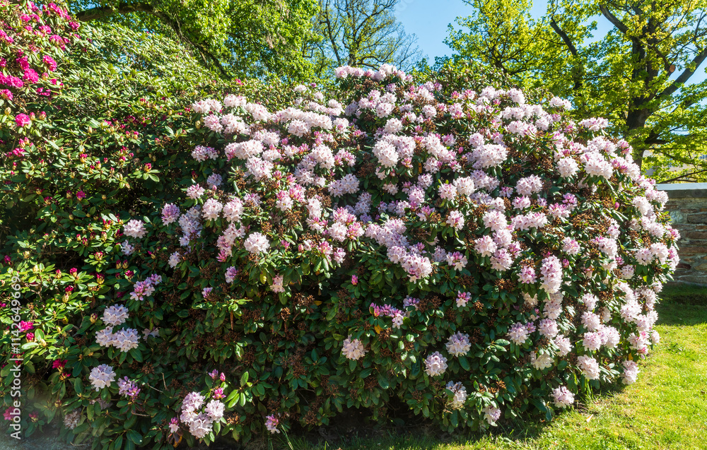 Wall mural Blossoming rhododendron plant in Bad Elster spa in Germany