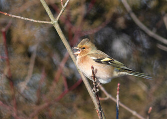 Eurasian chaffinch, Fringilla coelebs. A bird sits on a branch and sings