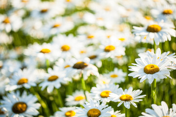 Daisies in a field