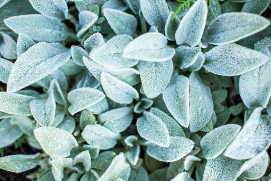 close up of a plant