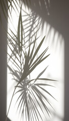 Fototapeta premium Palm leaf shadow and light on wall background. Nature tropical leaves tree branch shade sunlight on white wall for wallpaper, shadow overlay effect foliage mockup, graphic layout, wallpaper, studio 