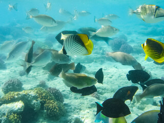 fish swim above the coral reef, the underwater world of the Red
