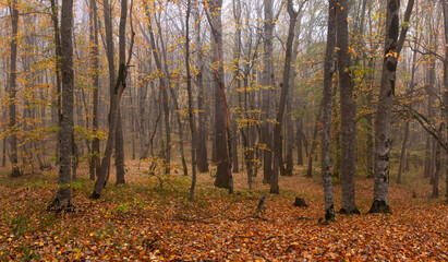 Yellow leaves lie on the ground in the autumn forest.