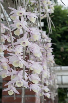 Beautiful Hooded Dendrobium (dendrobium aphyllum) flowers.