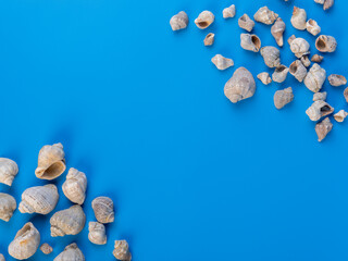 shells on a bright background