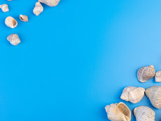shells on a bright background