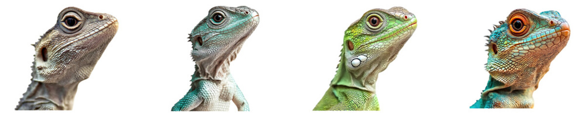Obraz premium Collection of A lizard isolated on transparent background